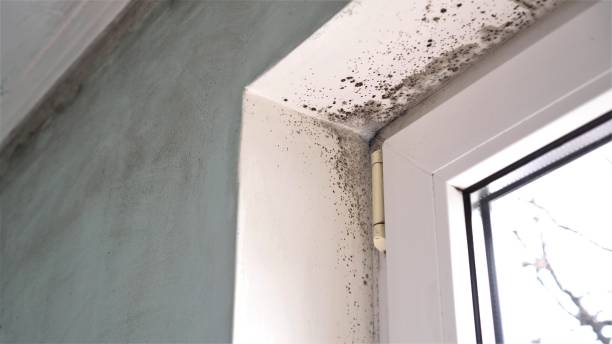 Best Forensic Mold Investigation  in Austin, AR