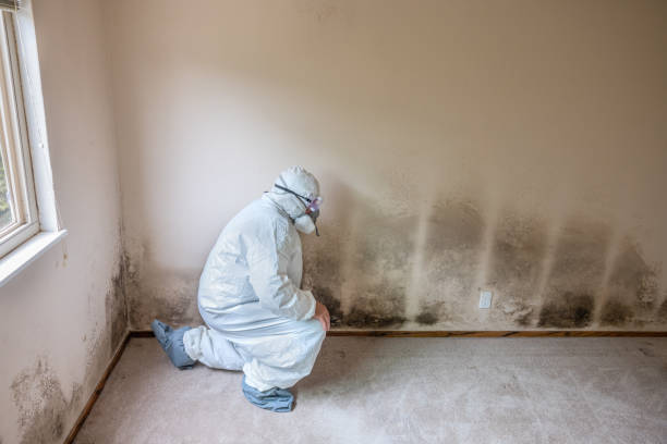 Forensic Mold Investigation in Austin, AR